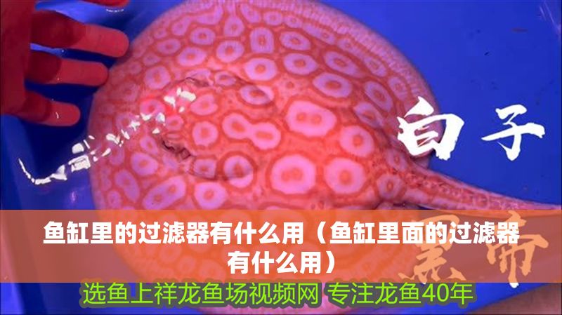 魚缸里的過濾器有什么用（魚缸里面的過濾器有什么用） 魚缸里的過濾器有什么用（魚缸里面的過濾器有什么用） 龍魚百科 第1張