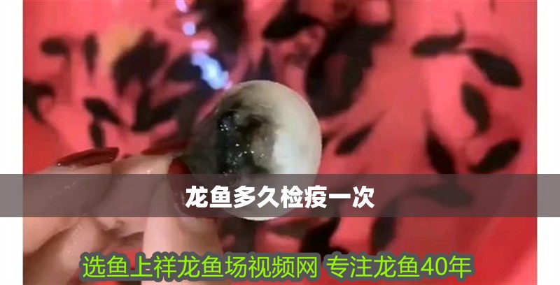 龍魚多久檢疫一次 龍魚多久檢疫一次 龍魚百科 第2張