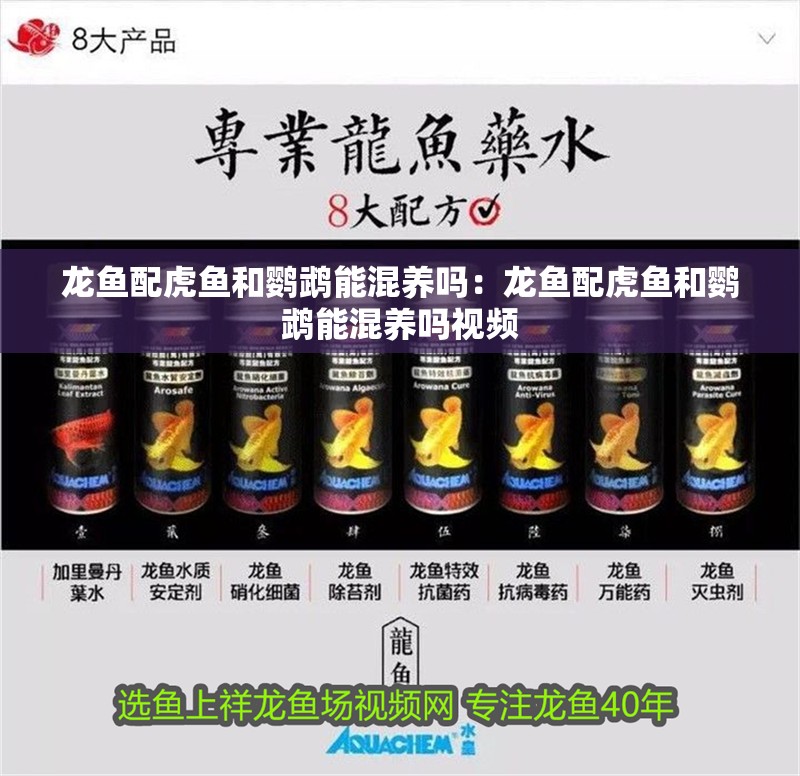 龍魚配虎魚和鸚鵡能混養嗎：龍魚配虎魚和鸚鵡能混養嗎視頻