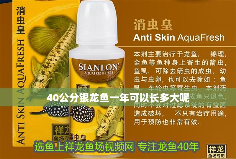 40公分銀龍魚一年可以長多大呢 40公分銀龍魚一年可以長多大呢 龍魚百科 第1張