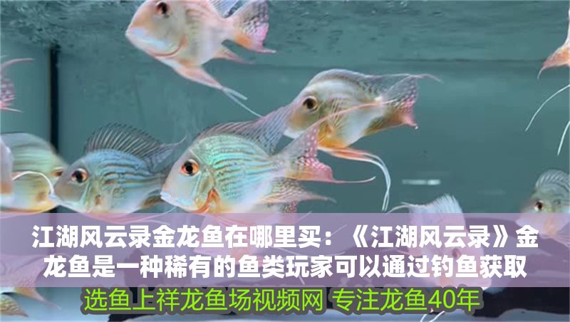 江湖風云錄金龍魚在哪里買：《江湖風云錄》金龍魚是一種稀有的魚類玩家可以通過釣魚獲取