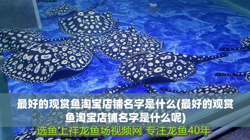 最好的觀賞魚(yú)淘寶店鋪名字是什么(最好的觀賞魚(yú)淘寶店鋪名字是什么呢) 最好的觀賞魚(yú)淘寶店鋪名字是什么(最好的觀賞魚(yú)淘寶店鋪名字是什么呢) 龍魚(yú)百科 第1張