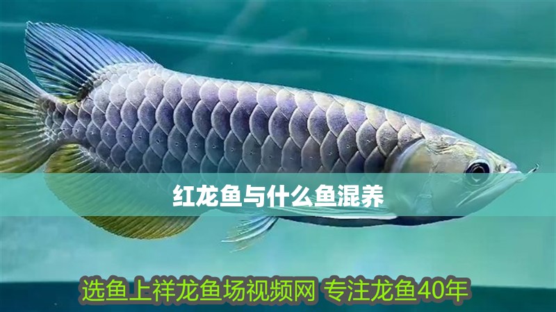 紅龍魚與什么魚混養(yǎng)