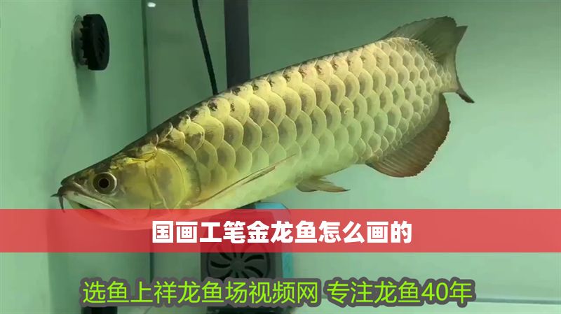 國畫工筆金龍魚怎么畫的