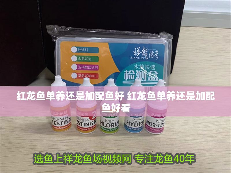 紅龍魚單養還是加配魚好 紅龍魚單養還是加配魚好看