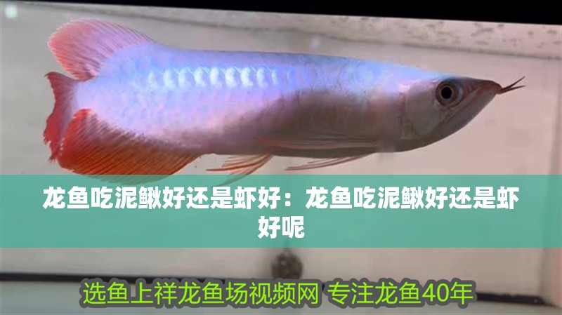 龍魚吃泥鰍好還是蝦好：龍魚吃泥鰍好還是蝦好呢