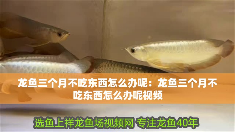 龍魚三個月不吃東西怎么辦呢：龍魚三個月不吃東西怎么辦呢視頻