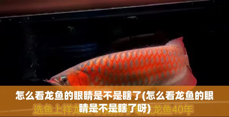 怎么看龍魚的眼睛是不是瞎了(怎么看龍魚的眼睛是不是瞎了呀)