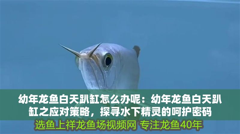 幼年龍魚白天趴缸怎么辦呢：幼年龍魚白天趴缸之應(yīng)對(duì)策略，探尋水下精靈的呵護(hù)密碼
