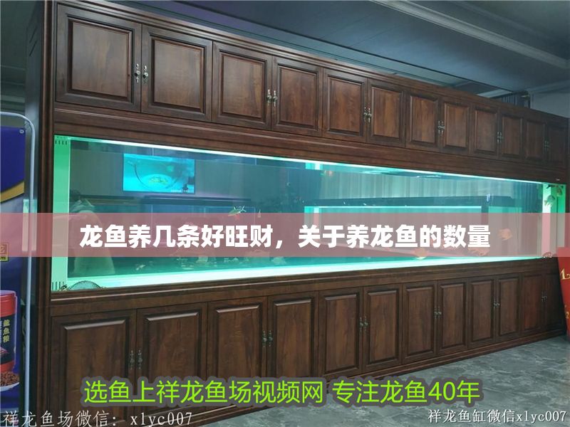 龍魚養幾條好旺財，關于養龍魚的數量