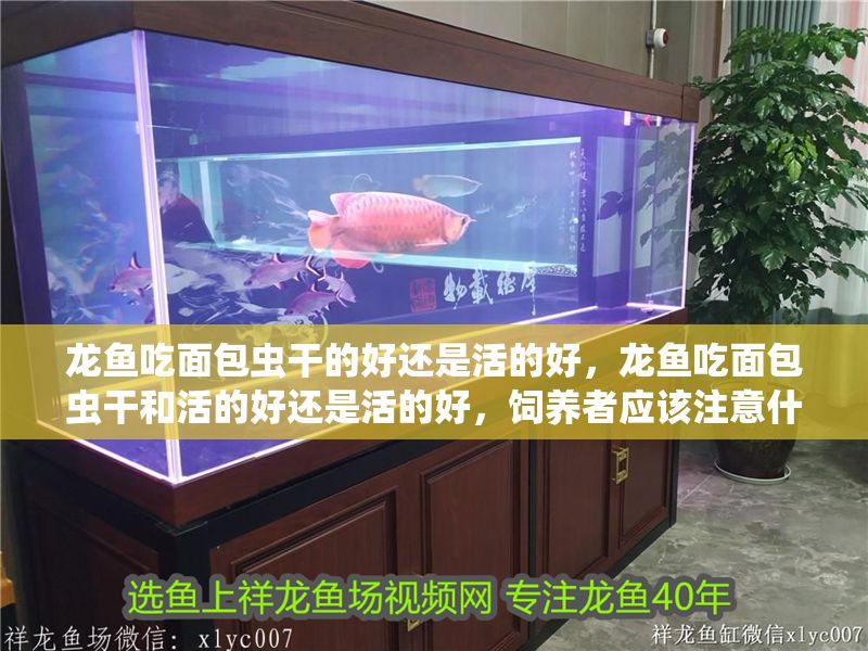 龍魚吃面包蟲干的好還是活的好，龍魚吃面包蟲干和活的好還是活的好，飼養者應該注意什么