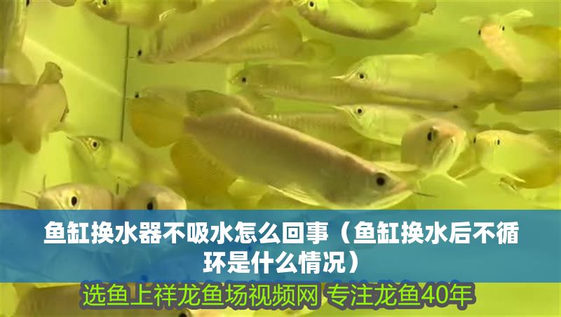 魚缸換水器不吸水怎么回事（魚缸換水后不循環(huán)是什么情況）