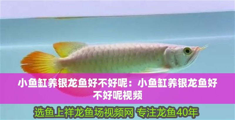 小魚缸養銀龍魚好不好呢：小魚缸養銀龍魚好不好呢視頻 小魚缸養銀龍魚好不好呢：小魚缸養銀龍魚好不好呢視頻 水族問答