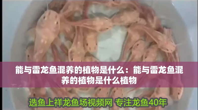 能與雷龍魚混養的植物是什么：能與雷龍魚混養的植物是什么植物