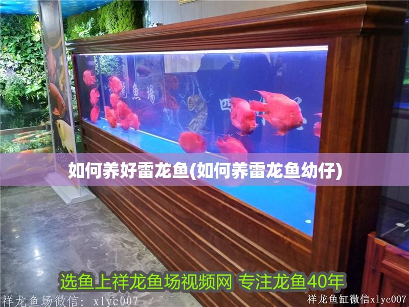 如何養好雷龍魚(如何養雷龍魚幼仔)