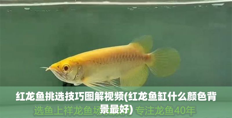 紅龍魚(yú)挑選技巧圖解視頻(紅龍魚(yú)缸什么顏色背景最好)