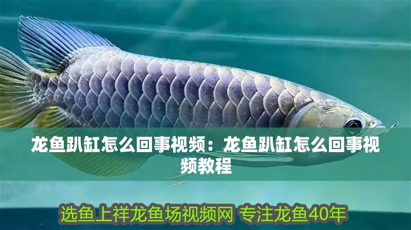 龍魚趴缸怎么回事視頻：龍魚趴缸怎么回事視頻教程