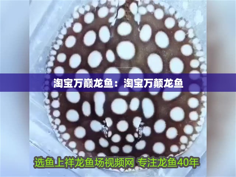 淘寶萬巔龍魚：淘寶萬顛龍魚