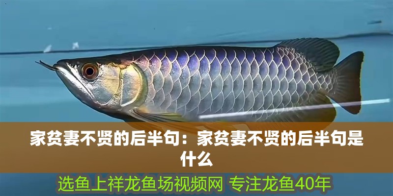 家貧妻不賢的后半句：家貧妻不賢的后半句是什么