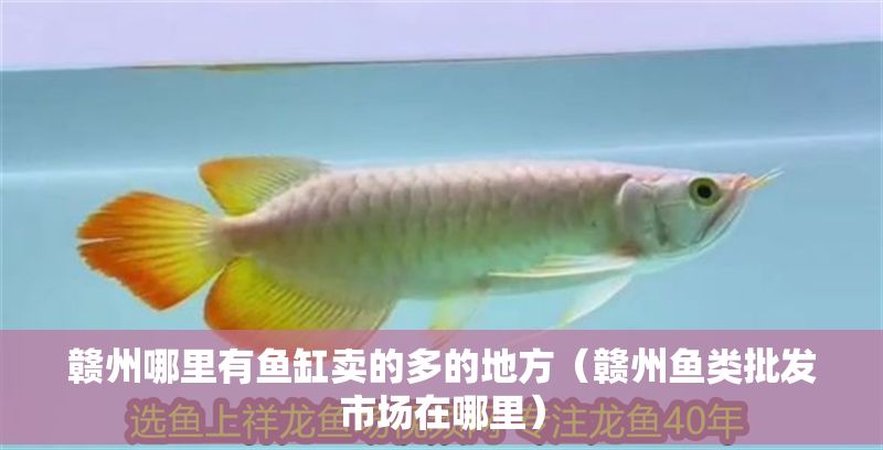 贛州哪里有魚缸賣的多的地方（贛州魚類批發(fā)市場在哪里）