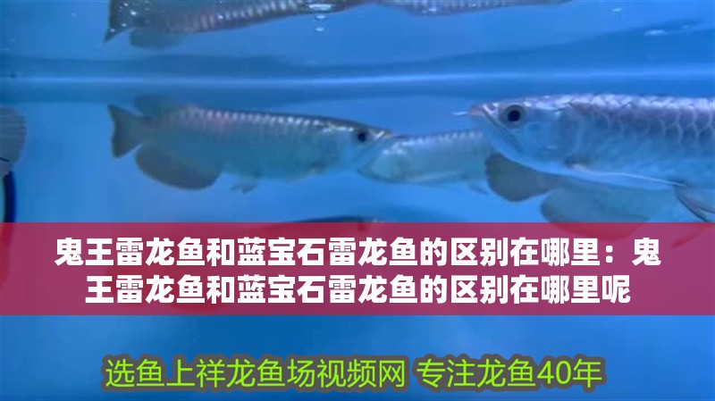 鬼王雷龍魚和藍寶石雷龍魚的區別在哪里：鬼王雷龍魚和藍寶石雷龍魚的區別在哪里呢
