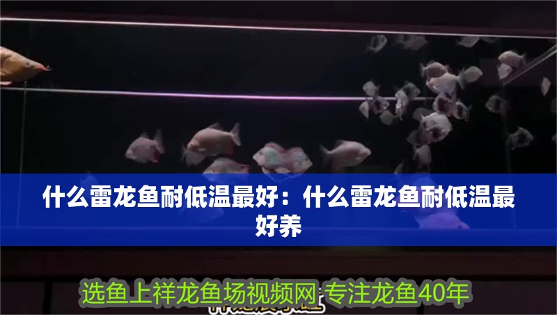 什么雷龍魚耐低溫最好：什么雷龍魚耐低溫最好養