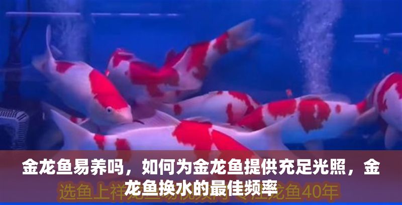 金龍魚易養嗎，如何為金龍魚提供充足光照，金龍魚換水的最佳頻率 金龍魚易養嗎，如何為金龍魚提供充足光照，金龍魚換水的最佳頻率 龍魚百科 第2張