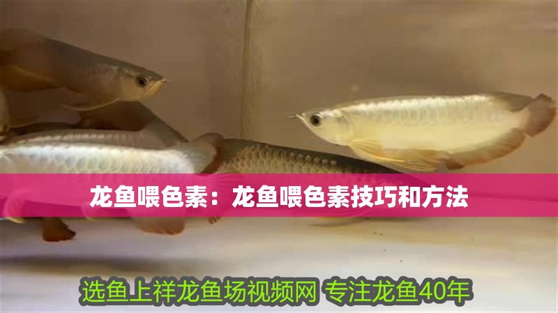 龍魚(yú)喂色素：龍魚(yú)喂色素技巧和方法