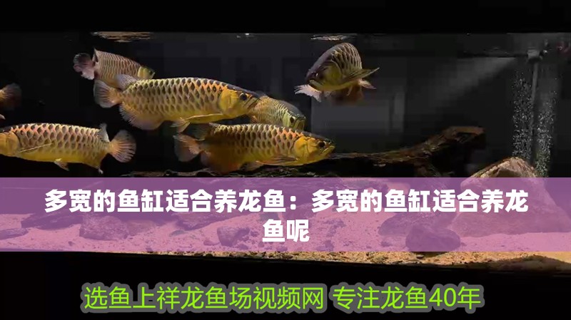 多寬的魚缸適合養龍魚：多寬的魚缸適合養龍魚呢