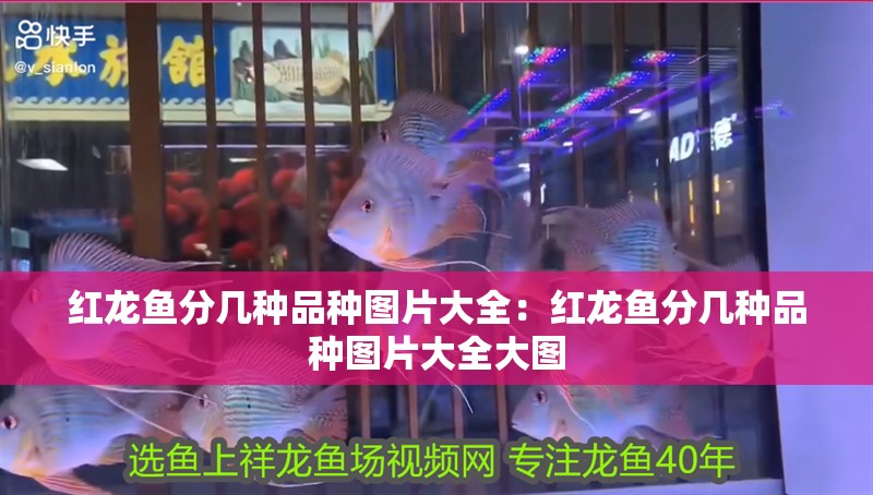 紅龍魚分幾種品種圖片大全：紅龍魚分幾種品種圖片大全大圖