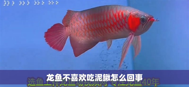 龍魚不喜歡吃泥鰍怎么回事