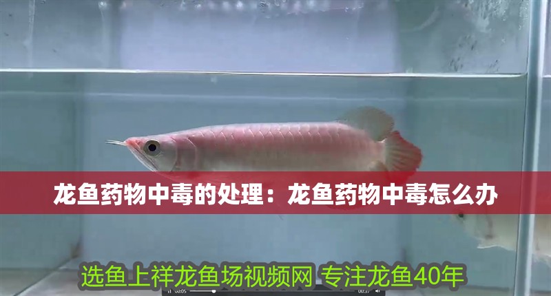 魚缸過濾器選購指南:自制魚缸過濾器魚缸上置過濾器對于養魚愛好者的必備知識 龍魚藥物中毒的處理:龍魚藥物中毒怎么辦 龍魚百科 龍魚藥物中毒的處理:龍魚藥物中毒怎么辦 龍魚藥物中毒的處理:龍魚藥物中毒怎么辦 龍魚百科