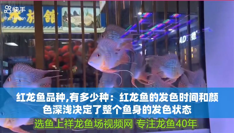 紅龍魚品種,有多少種：紅龍魚的發色時間和顏色深淺決定了整個魚身的發色狀態