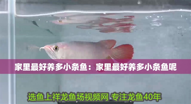 家里最好養多小條魚:家里最好養多小條魚呢 龍魚百科 第2張 家里最好養多小條魚:家里最好養多小條魚呢 家里最好養多小條魚:家里最好養多小條魚呢 龍魚百科 第2張