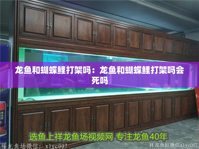 龍魚和蝴蝶鯉打架嗎：龍魚和蝴蝶鯉打架嗎會死嗎
