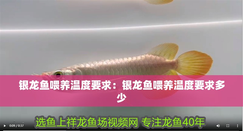 銀龍魚喂養(yǎng)溫度要求：銀龍魚喂養(yǎng)溫度要求多少