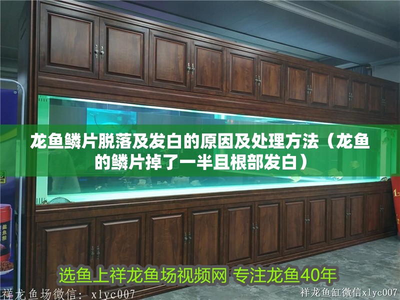 魚缸過濾器選購指南:自制魚缸過濾器魚缸上置過濾器對于養魚愛好者的必備知識 龍魚鱗片脫落及發白的原因及處理方法(龍魚的鱗片掉了一半且根部發白) 龍魚百科 龍魚鱗片脫落及發白的原因及處理方法(龍魚的鱗片掉了一半且根部發白) 龍魚鱗片脫落及發白的原因及處理方法(龍魚的鱗片掉了一半且根部發白) 龍魚百科