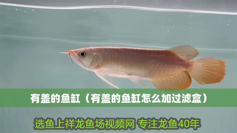 有蓋的魚缸（有蓋的魚缸怎么加過濾盒）