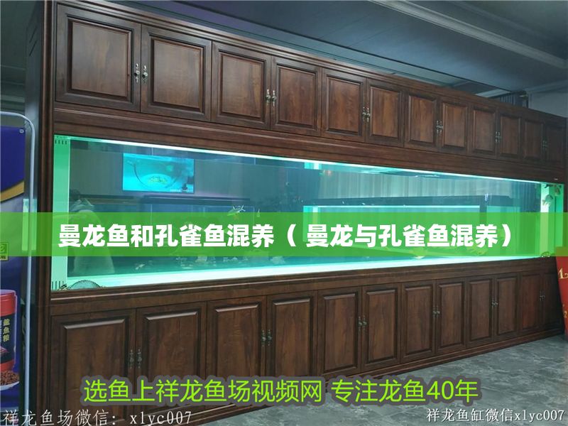 曼龍魚和孔雀魚混養(yǎng)（ 曼龍與孔雀魚混養(yǎng)） 曼龍魚和孔雀魚混養(yǎng)（ 曼龍與孔雀魚混養(yǎng)） 龍魚百科 第1張