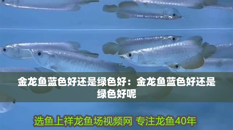 金龍魚藍色好還是綠色好：金龍魚藍色好還是綠色好呢