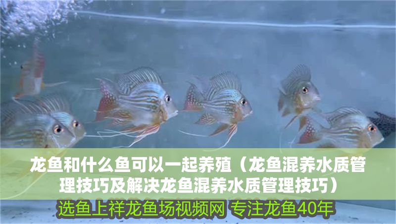 龍魚和什么魚可以一起養(yǎng)殖（龍魚混養(yǎng)水質管理技巧及解決龍魚混養(yǎng)水質管理技巧）