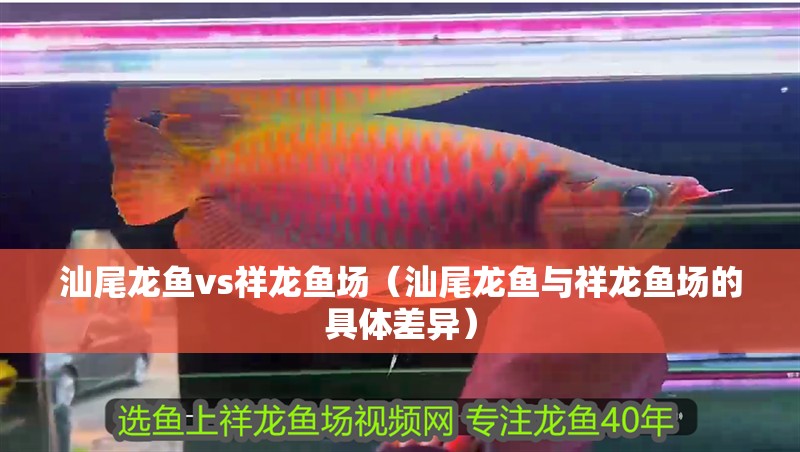 <strong><mark>汕尾</mark></strong>龍魚vs祥龍魚場（<strong><mark>汕尾</mark></strong>龍魚與祥龍魚場的具體差異）
