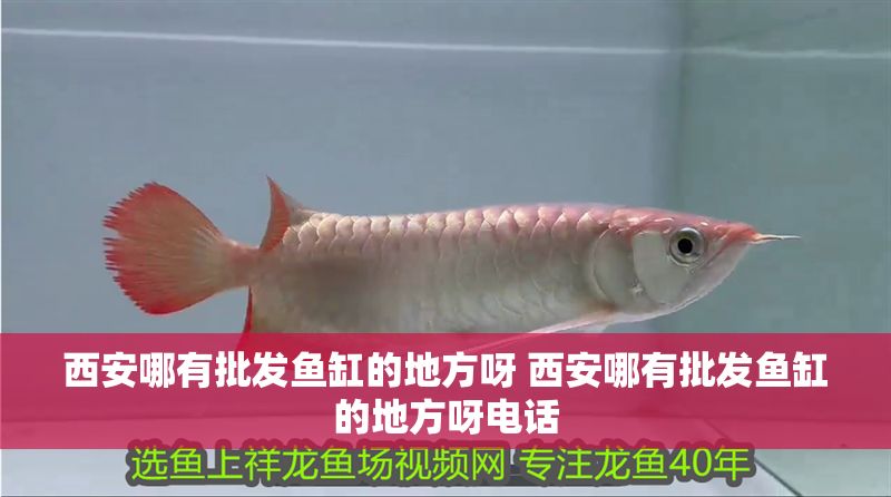 西安哪有批發魚缸的地方呀 西安哪有批發魚缸的地方呀電話