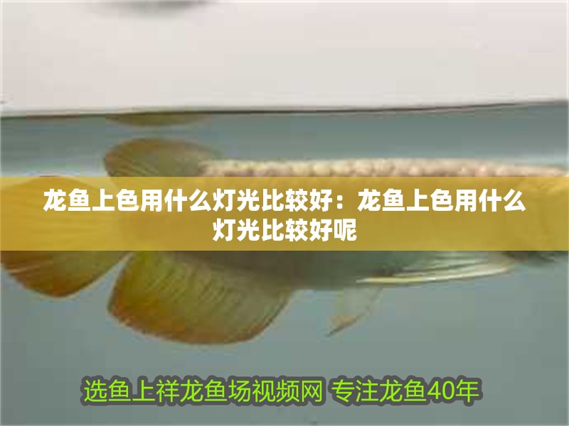 龍魚上色用什么燈光比較好：龍魚上色用什么燈光比較好呢