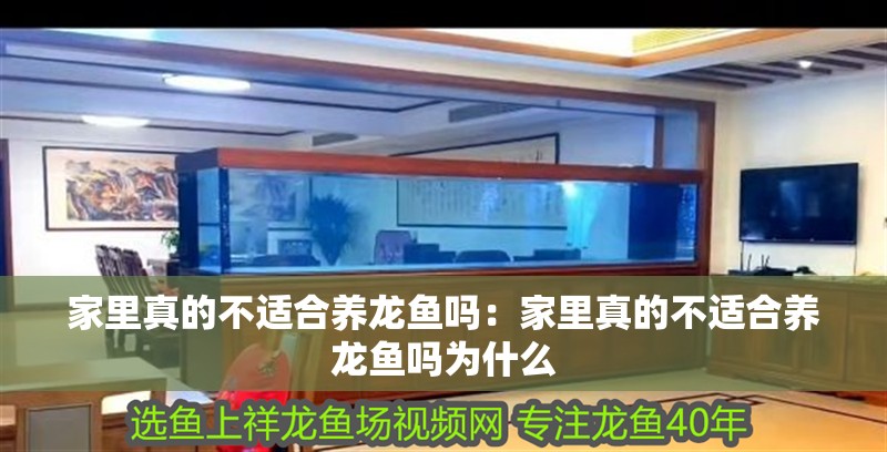 家里真的不適合養(yǎng)龍魚(yú)嗎：家里真的不適合養(yǎng)龍魚(yú)嗎為什么