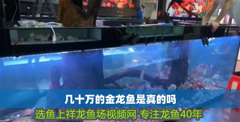 幾十萬的金龍魚是真的嗎