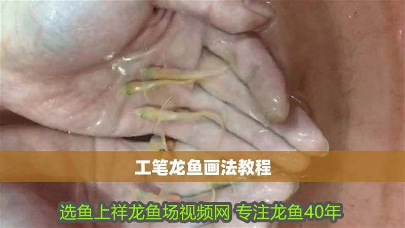 工筆龍魚畫法教程