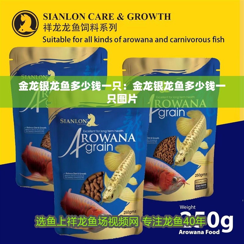 金龍銀龍魚多少錢一只：金龍銀龍魚多少錢一只圖片