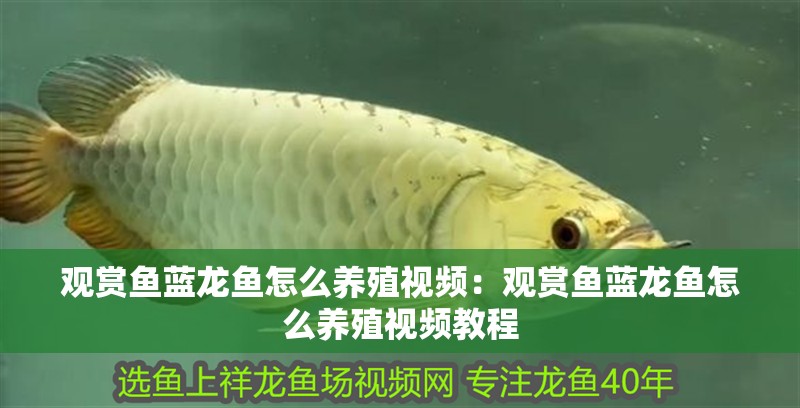 觀賞魚藍龍魚怎么養殖視頻：觀賞魚藍龍魚怎么養殖視頻教程