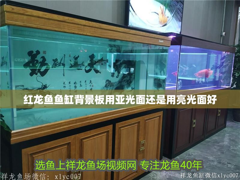 紅龍魚(yú)魚(yú)缸背景板用亞光面還是用亮光面好